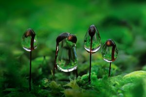 Moss Droplets