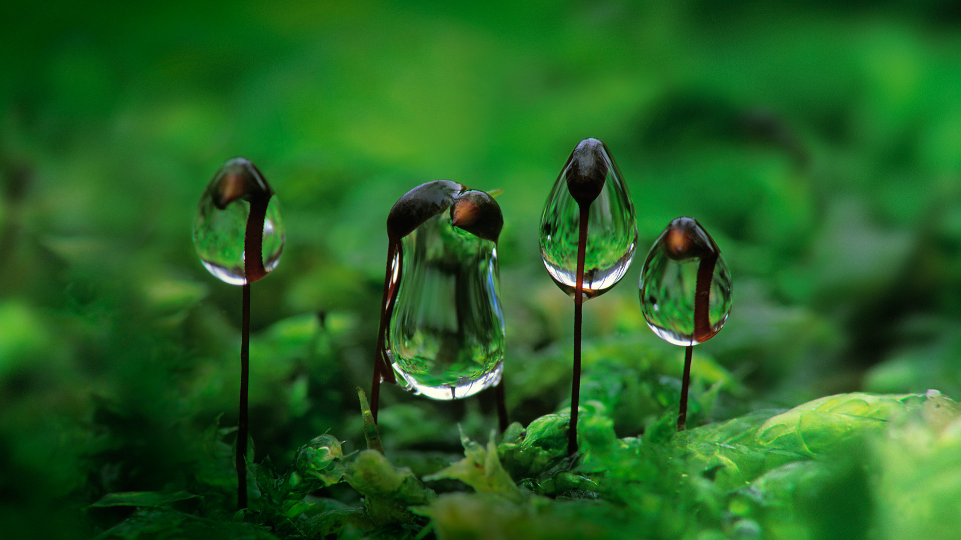 Moss Droplets