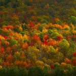NY Fall Foliage