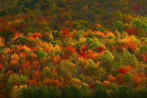 NY Fall Foliage