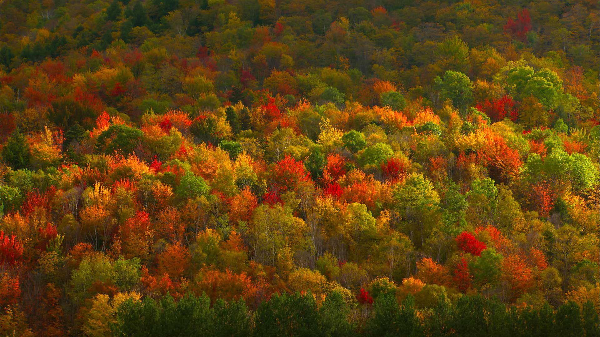 Bing Images Fall Leaves