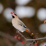 Ontario Waxwing