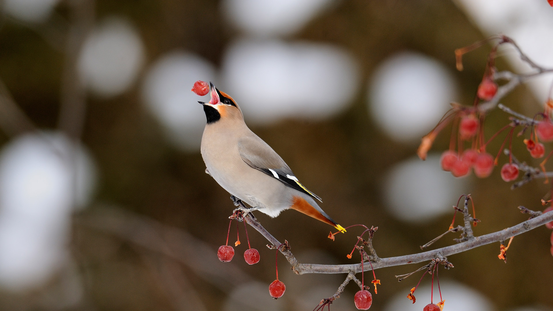 Ontario Waxwing