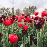 Ottawa Tulips