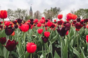 Ottawa Tulips