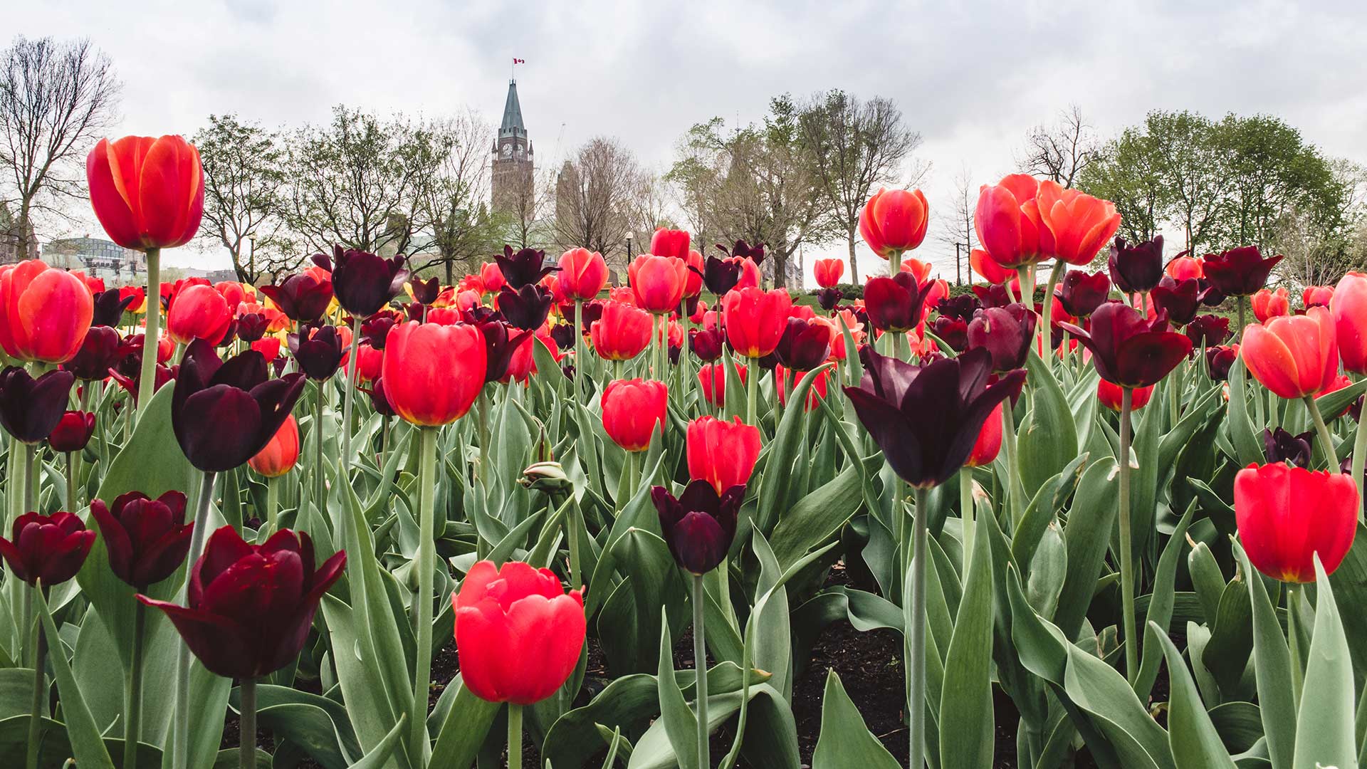 Ottawa Tulips