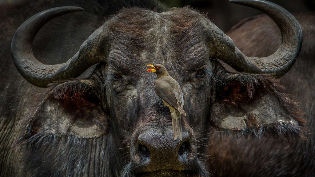 Oxpecker Boss