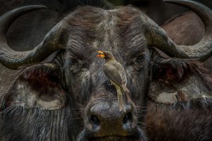 Oxpecker Boss