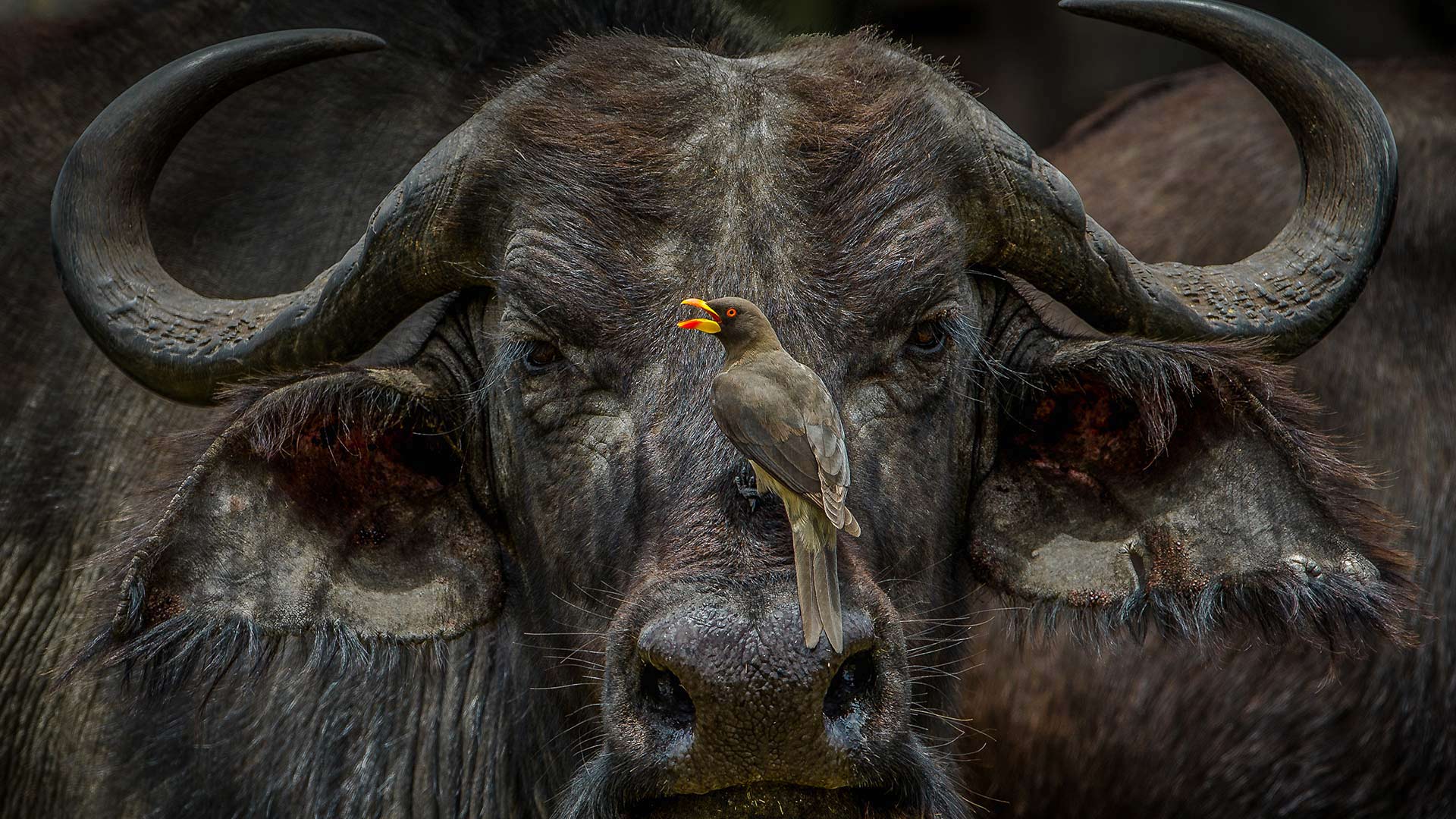 Oxpecker Boss