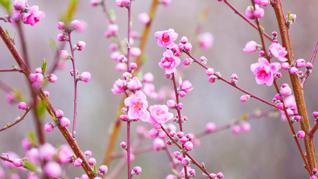 Peach Blossoms