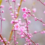 Peach Blossoms