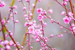 Peach Blossoms