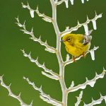 Pine Warbler