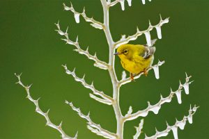 Pine Warbler