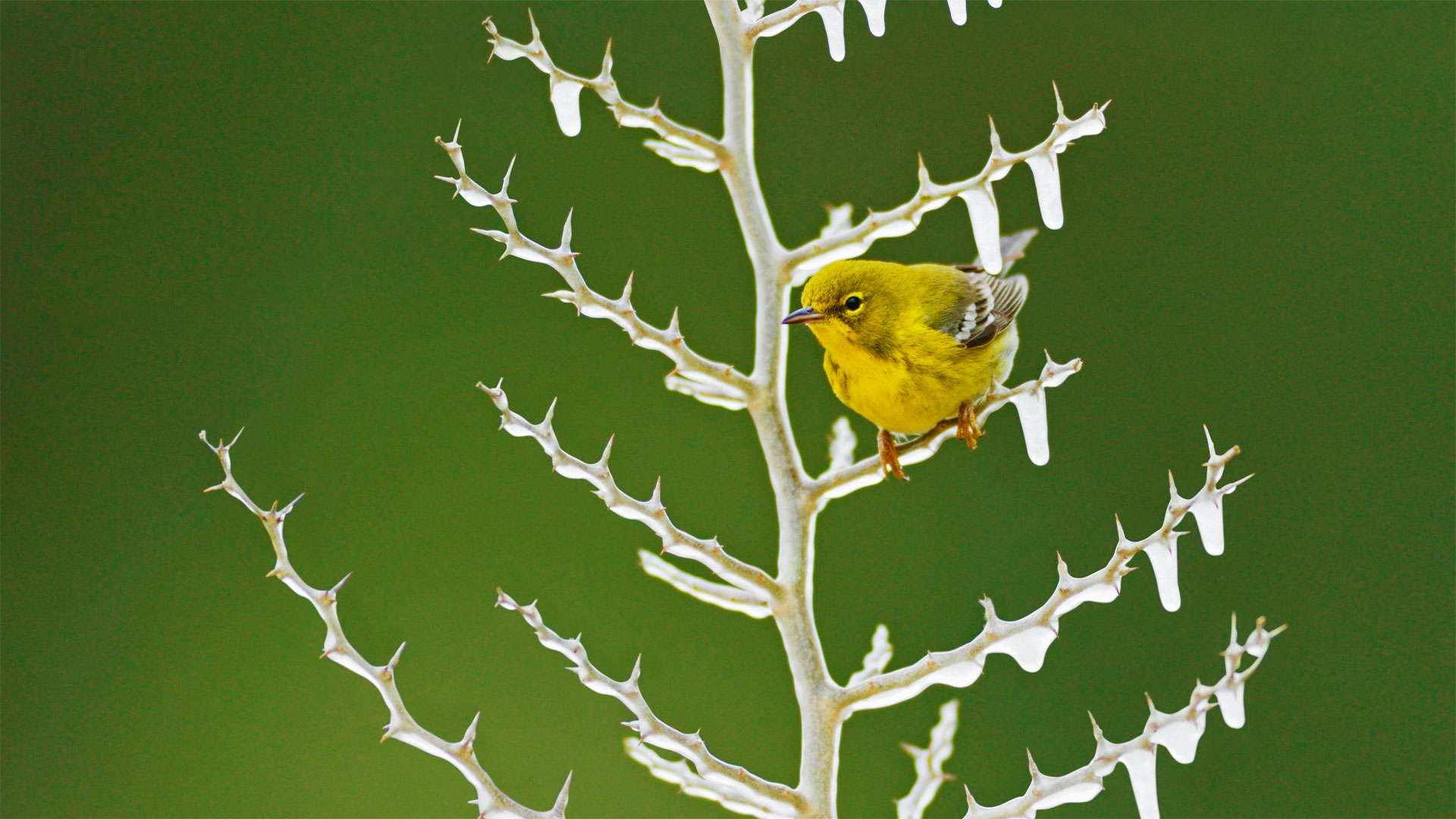 Pine Warbler