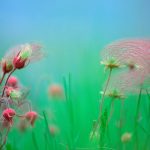 Prairie Smoke