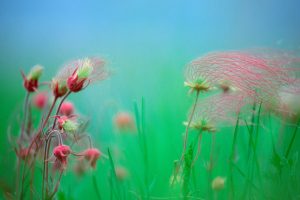 Prairie Smoke