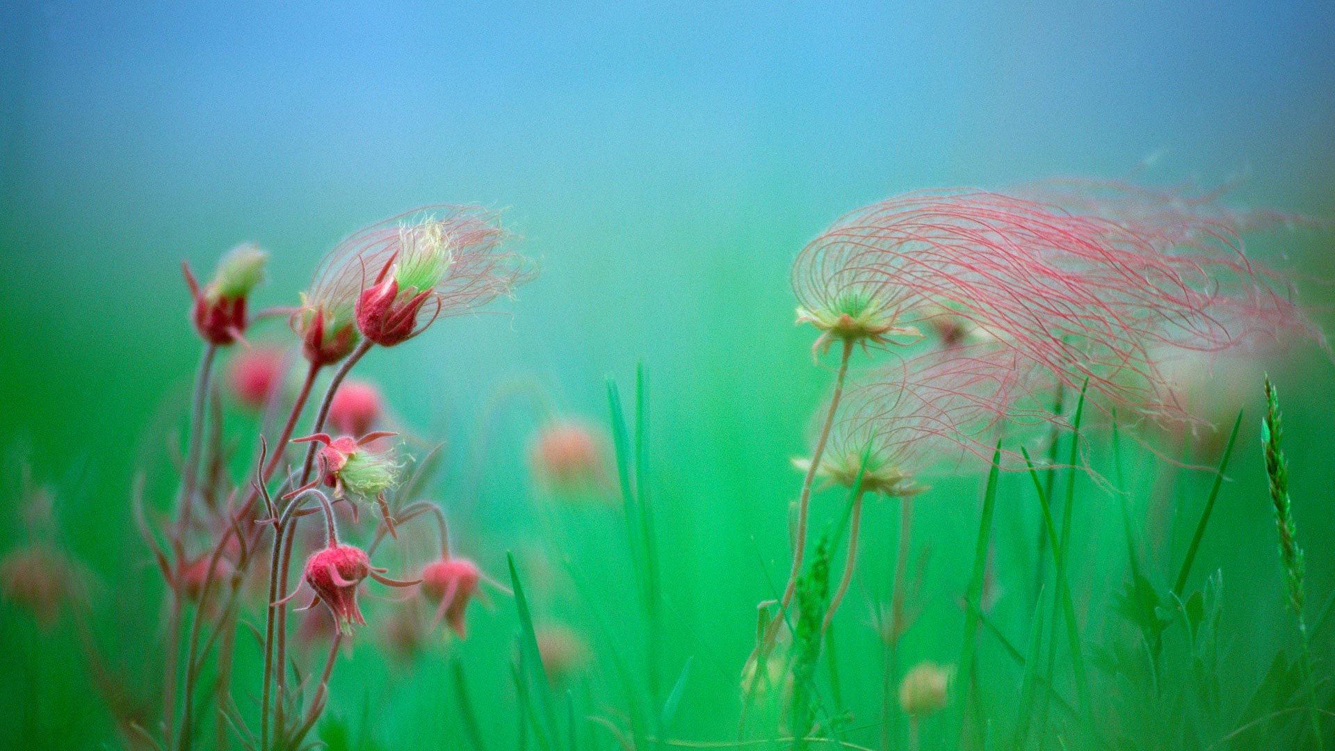 Prairie Smoke