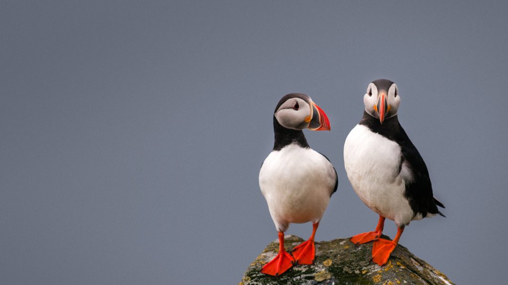 Puffin Rock