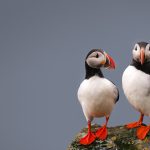 Puffin Rock