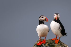 Puffin Rock