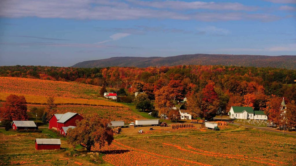 Pumpkin Patch