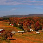 Pumpkin Patch