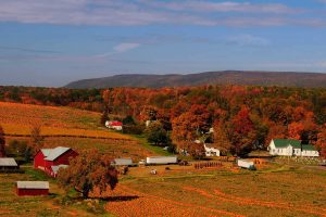 Pumpkin Patch