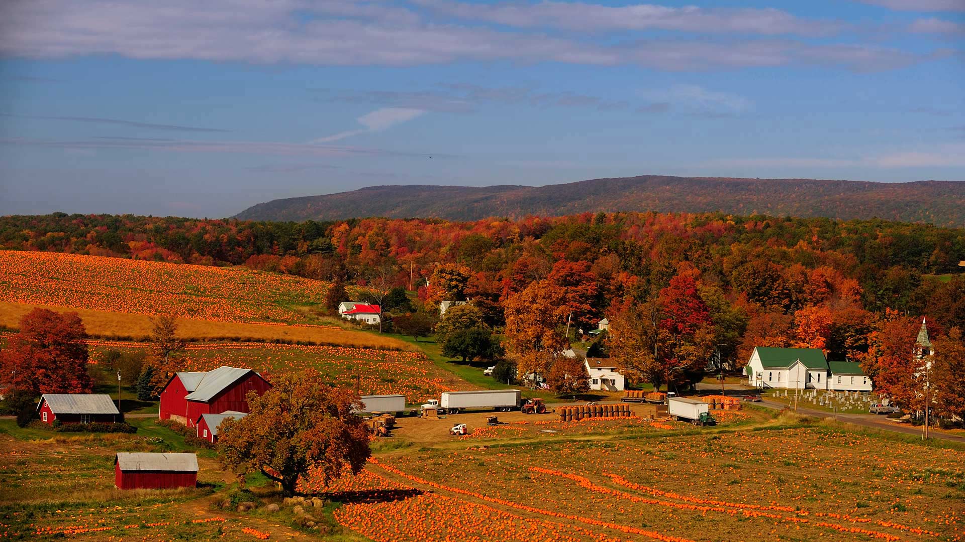 Pumpkin Patch – Bing Wallpaper Download