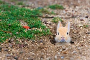 Rabbit Island