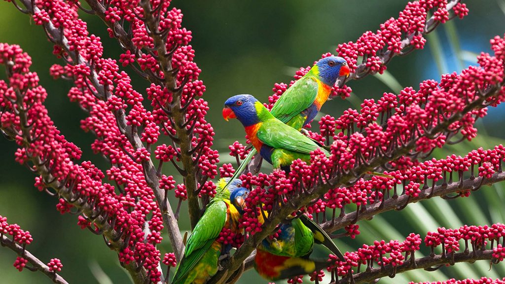 Rainbow Lorikeets Umbrella Tree