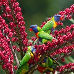 Rainbow Lorikeets Umbrella Tree