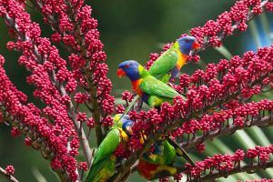 Rainbow Lorikeets Umbrella Tree