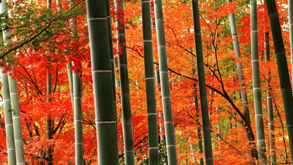 Red Bamboo