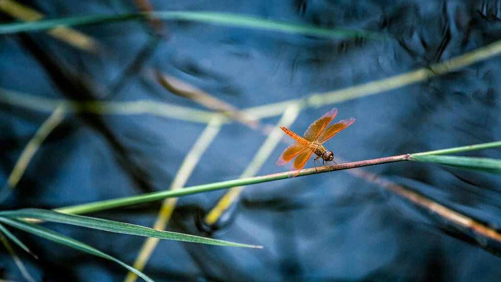 Red Dragonfly