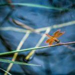 Red Dragonfly