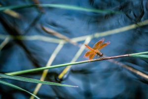 Red Dragonfly