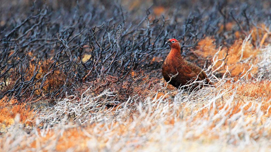 Red Grouse