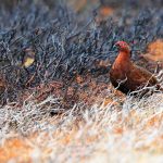 Red Grouse