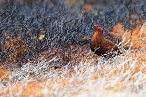 Red Grouse