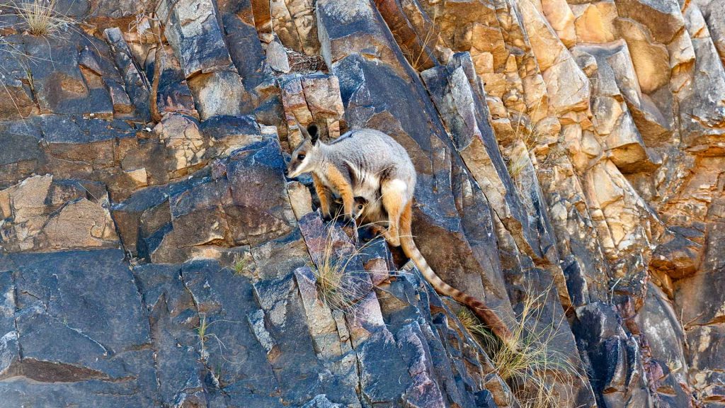 Rock Wallaby