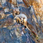 Rock Wallaby