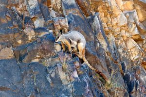 Rock Wallaby