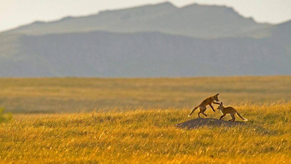 Rocky Mt Fox