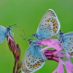 Rom Butterflies