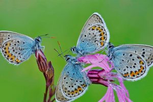 Rom Butterflies