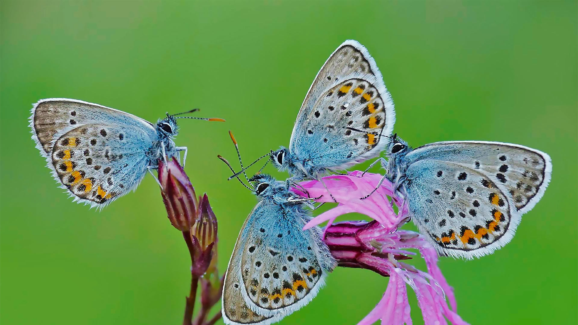 Rom Butterflies