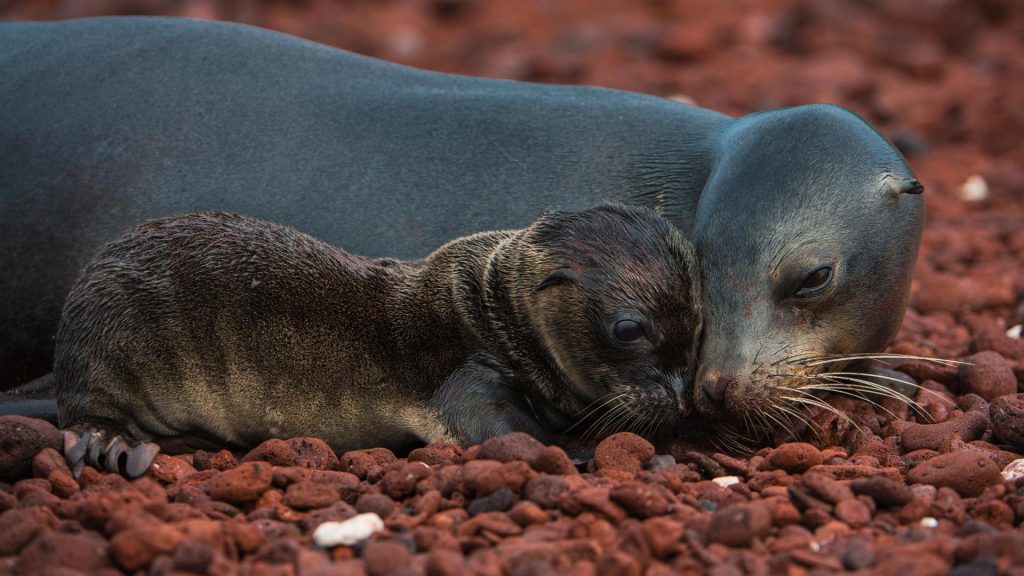 Sealion Mom