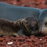 Sealion Mom