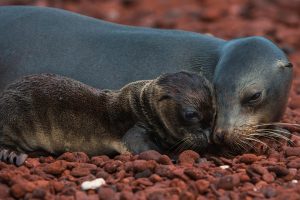 Sealion Mom